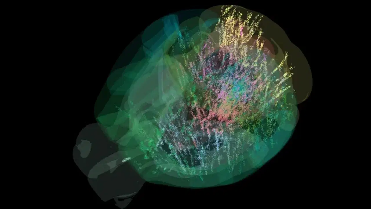 beyin aktivitesinin tam haritasi ilk kez cikarildi karar verme sureci sandigimizdan cok daha karmasik XOr97e97