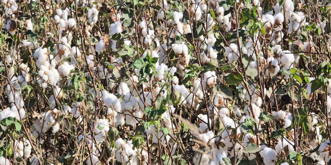 hatayda yilin ilk pamuk hasadi basladi PjLy9G4Y