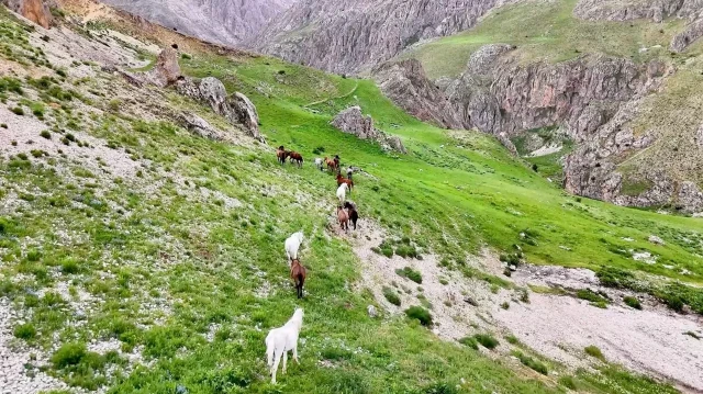 munzur daglarindaki yilki atlari dron ile goruntulendi Aljxee54