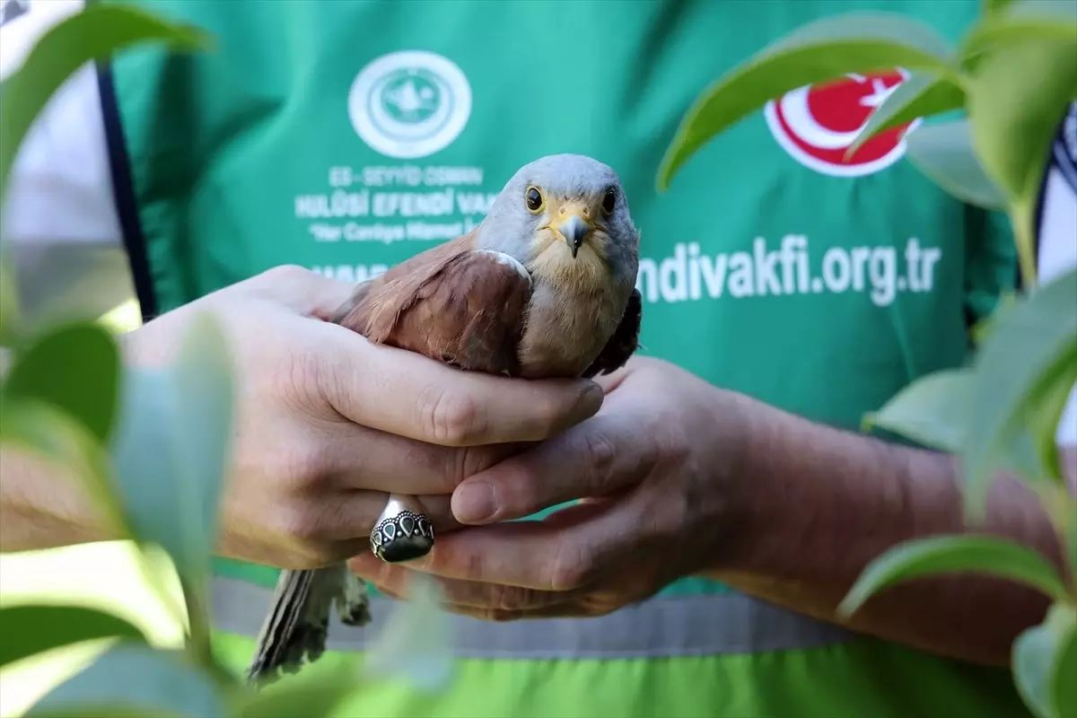 yarali kerkenez kusu kurtarildi jLZu5Rz2