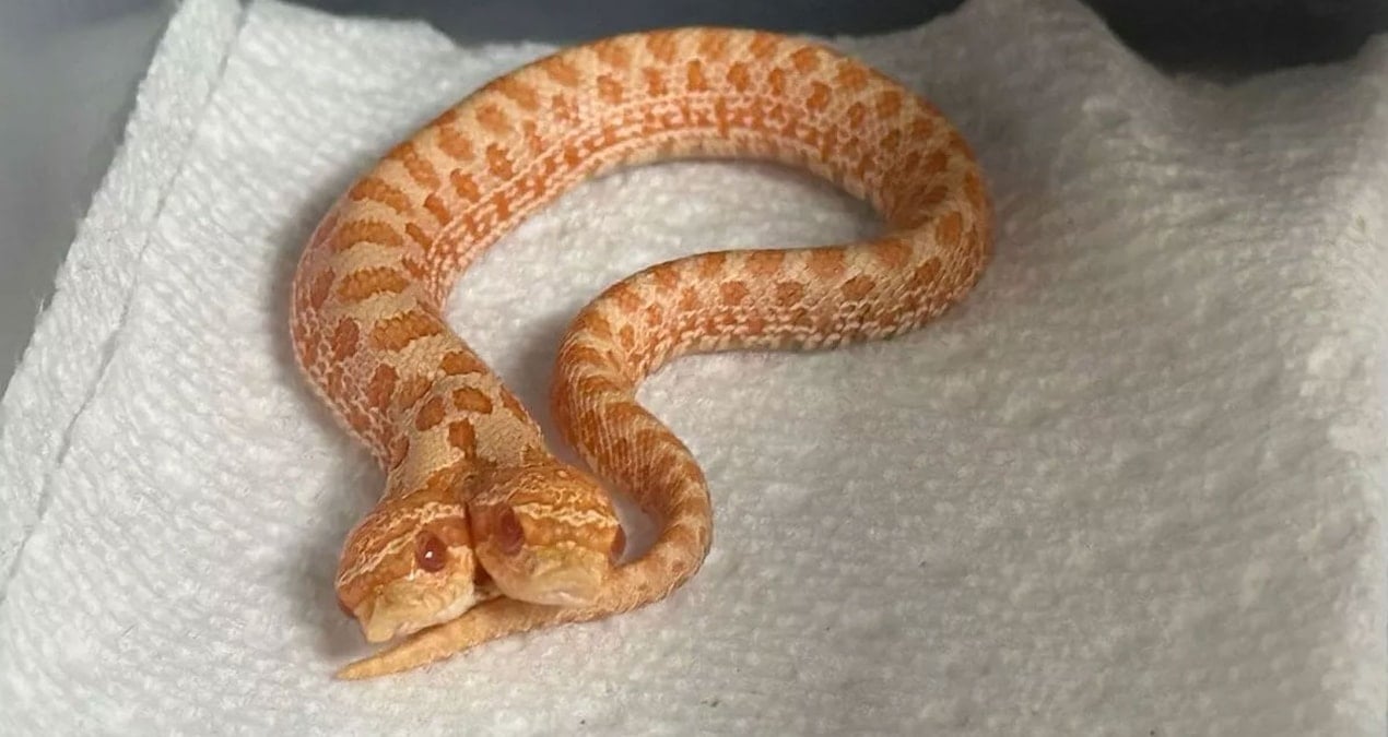 yumurtadan cikani gorunce gozlerine inanamadi 100 binde bir ihtimal CFcpDqdB