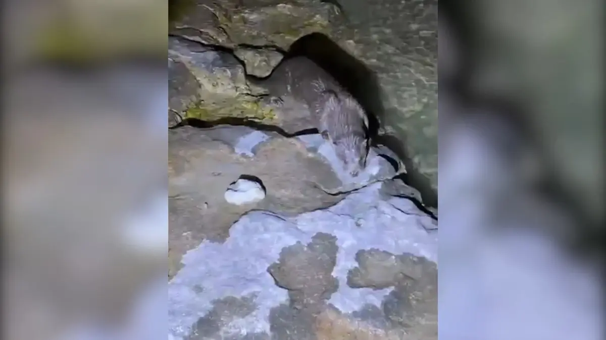 halfetide nesli tukenme tehlikesindeki su samuru goruntulendi ZePTIKyX.jpg