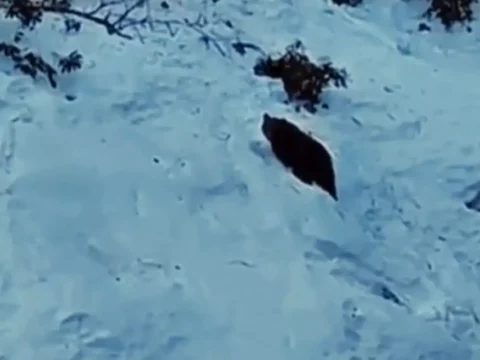 Ayder’de ayı yine sahnede! Kaçkarlar’da vahşi doğa heyecanı